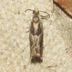Ancylis metamelana