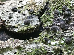 Jackrogersella cohaerens