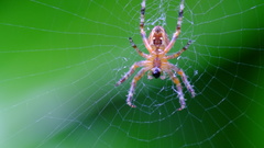 Araneus diadematus