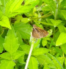 Polites vibex praeceps