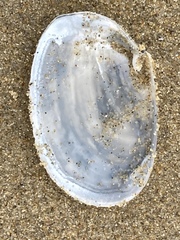 Periploma planiusculum