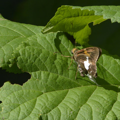 Epargyreus clarus
