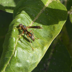 Polistes fuscatus