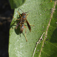 Polistes fuscatus