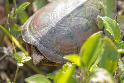 Tabasco Mud Turtle