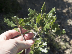 Quercus garryana breweri