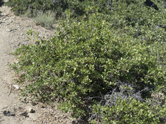 Quercus garryana breweri