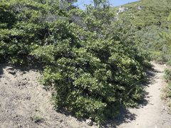 Quercus garryana breweri