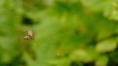 Araneus diadematus