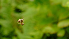 Araneus diadematus