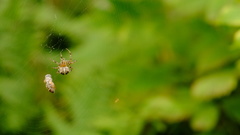 Araneus diadematus