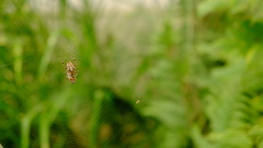 Araneus diadematus