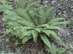 Polystichum imbricans curtum