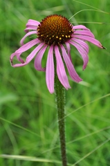Echinacea simulata