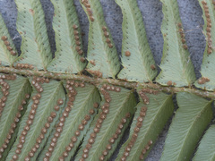 Polystichum imbricans curtum
