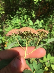Spiraea splendens