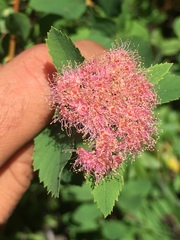 Spiraea splendens