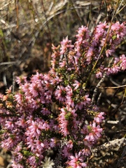Erica nudiflora