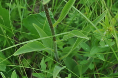 Echinacea simulata