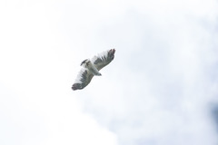 Pseudastur albicollis