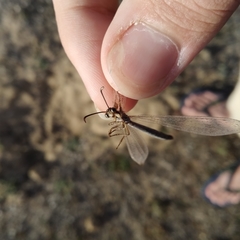 Creoleon lugdunensis