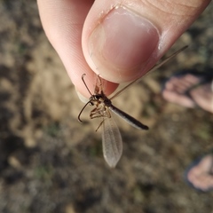 Creoleon lugdunensis