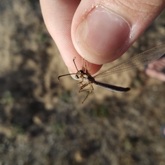 Creoleon lugdunensis