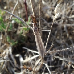 Creoleon lugdunensis