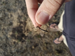 Creoleon lugdunensis