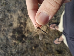 Creoleon lugdunensis