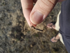 Creoleon lugdunensis