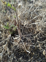 Creoleon lugdunensis