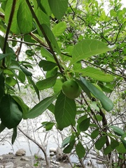 Jatropha sympetala