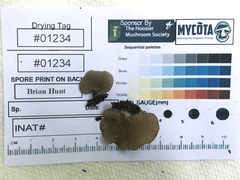 Entoloma undatum