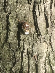 Sphecius speciosus