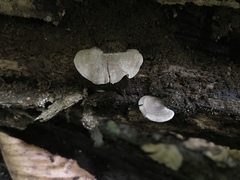 Entoloma undatum
