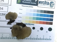 Entoloma undatum