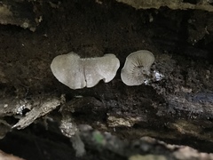Entoloma undatum