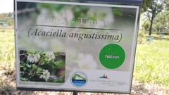 Acaciella angustissima
