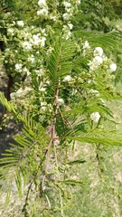 Acaciella angustissima