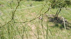 Parkinsonia aculeata