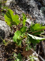 Heuchera richardsonii