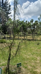 Parkinsonia aculeata
