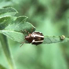 Calligrapha californica