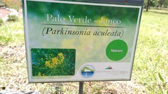 Parkinsonia aculeata