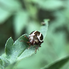 Calligrapha californica