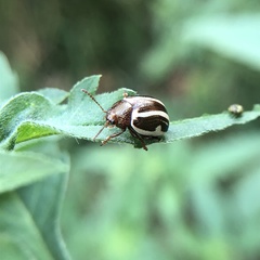 Calligrapha californica