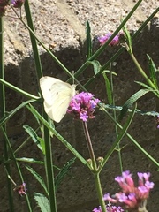 Pieris rapae