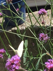 Pieris rapae