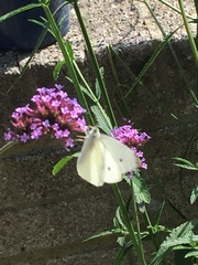Pieris rapae